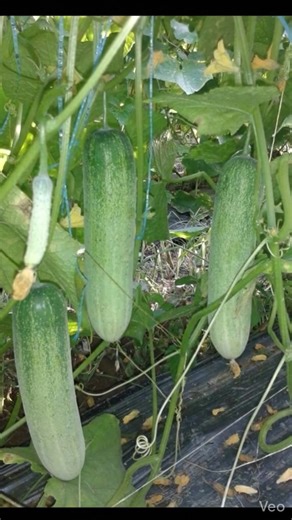 Catching snake | srikanta react