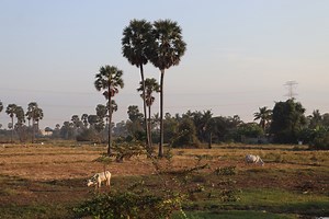 506K views · 24K reactions | ធ្លាប់ងើបដេញគោទៅស្រែ លឺសម្លេងសត្វស្ទាវ តាវៅ ពពេជ្យយំ សែនស្រណោះអ្វីម្លេះ梁梁 #អតីតកាល #nature #កំពង់ស្ពឺ #cambodiatravel | MP Printing Services | Facebook