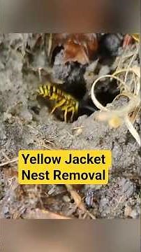 Destroying an Aggressive Yellow Jackets Nest in My Garden 🐝 | Yard Pest Control #yellowjackets