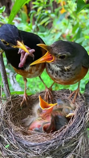 恩爱的鸟儿共同养育孩子 #birds #nature #饲养员日常