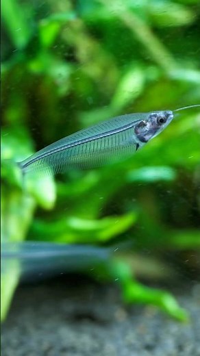 These Fish Don’t Need a Halloween Costume 👻