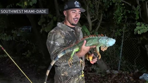 WATCH: Cuban Tarzan catches cold-stunned iguana as it falls from tree in SW Miami-Dade