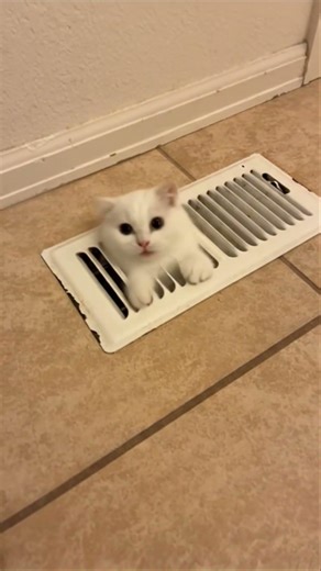 There is a cat coming out of my vent…