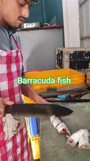 Barracuda Fish Cleaning & Cutting | Amazing Barracuda Fillet Process | Seafood Preparation