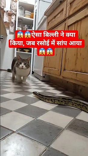 Real Snake Fight Caught on Camera | #snake #shorts
