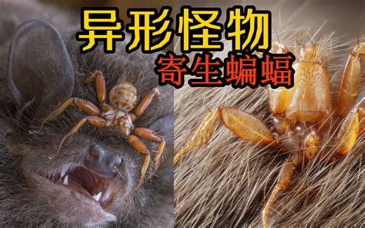 【双翅目番外/寄生虫第四季3】虱蝇 蝠蝇 舌蝇：恐怖异形怪物寄生蝙蝠！这个像蜘蛛的怪物竟然是一种苍蝇？！虱蝇是什么生物？