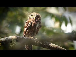 Protected Areas of Bhutan: Phrumsengla National Park (English Narration)