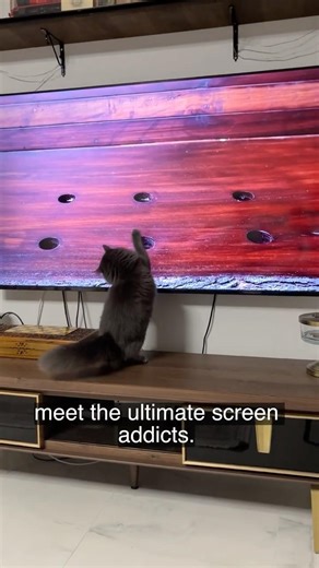 The Ultimate Screen Addicts! 😹📺