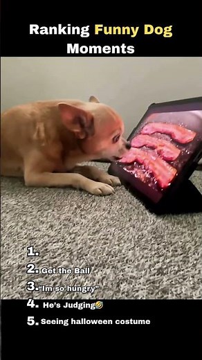 Funniest Dog Moments Ranked #FunnyDogs #DogFails