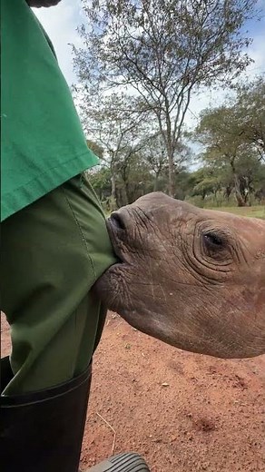 Nurturing Skills in Rhino Conservation