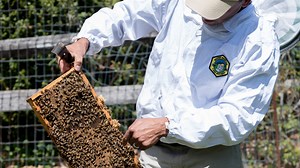 Beekeeping, comedy and a sunflower festival: 7 things to do in North Jersey this weekend
