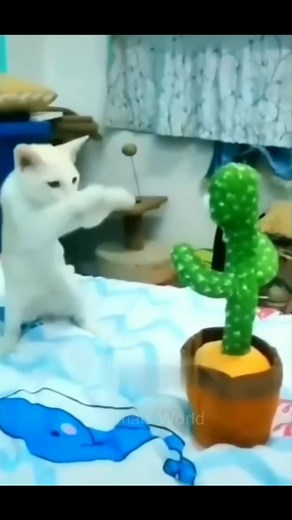 Gato e cachorro: a batalha de memes hilários