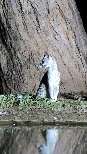 Genet Reflecting At The Water #africanwildlife