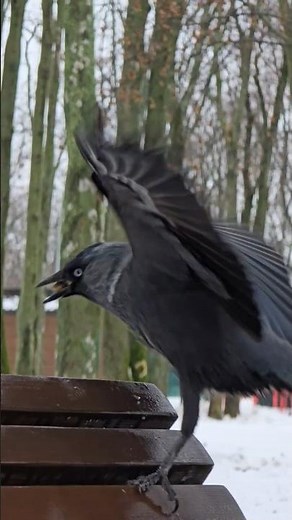 Jackdaw Catching Food Mid-Air in a City Park
