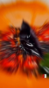 Cork takes the crown — again! 👑🇮🇪🙌😍 Two-Michelin-starred @dede_at_the_customs_house in Baltimore has just been named Best Restaurant in Ireland at the 2025 Irish Restaurant Awards 💫💫🙌 Run by the brilliant Chef @ahmet_dede_ this world-class West Cork restaurant brings together the vibrant flavours of Turkish cuisine with the finest Irish produce — all served in a beautifully restored coastal Customs House. Since opening in 2019, Ahmet Dede and Maria Archer have turned Dede into a culinary