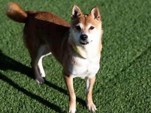 2.4K views · 350 reactions | Lottie is available for adoption in Colorado Springs, CO. Read about her at this link: https://www.petango.com/Adopt/Dog-Shiba-Inu-43300106 Learn about adoption here: https://nmdr.org/our-dogs/adopt/ | National Mill Dog Rescue | Facebook