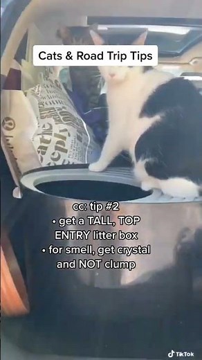 How to travel with 2 cats in a car for a long distance