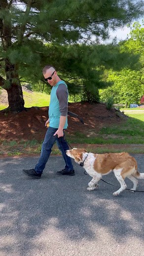 21 reactions | 6 month old Piper learning all the good stuff! | Julie's K9 Academy - Dog Training | Facebook