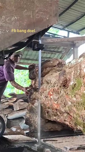 🌳 Big Pin Oak on the mill today! Watch this beauty get milled down 😮🔥 #Sawmill #WoodMilling #ForestryLife #TimberWork #WoodProcessing