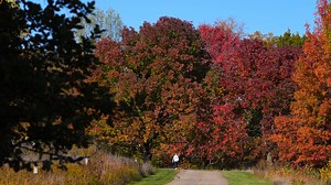 Why do leaves change color and fall? Learn the science behind fall foliage