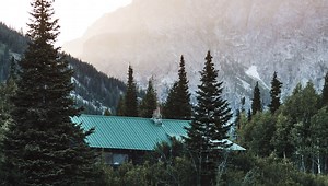 Is Creeping Jenny An Annual Or Perennial? (Detailed Guide)