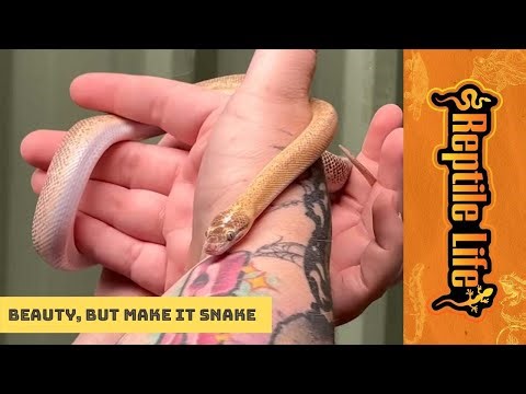 Gorgeous Marbled Children’s Python | Reptile Life Adelaide