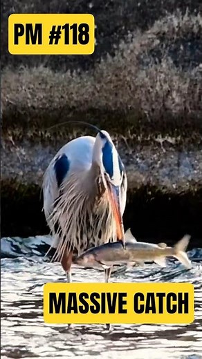 Heron’s massive catch caught on camera - Predator Moments #118