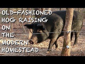 The Hog of the Modern Homestead - The FHC Show, ep 42