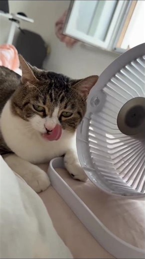 Video Ini Wajib Ditonton Pecinta Kucing 😹 #shorts #kucinglucu #videokucing