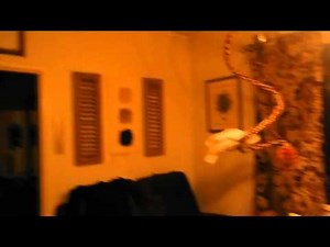 Crazy Cockatoo is freaking out. His buddy's aint to impressed!