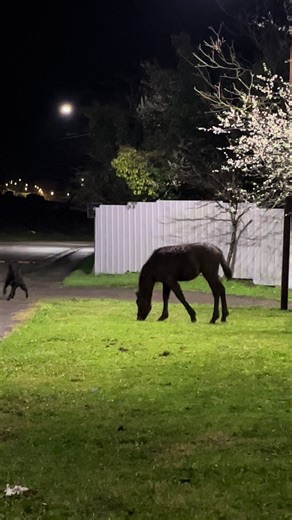 vardo_8 (@vardo_8)’s videos with оригинальный звук - Umar Houses