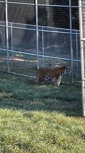 17K views · 1K reactions | Simba, Max, and Kimba Update 6 of 9 -...