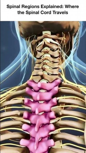 Spinal Regions Explained: Where the Spinal Cord Travels