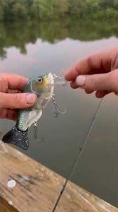 Toxic Bait Wade Hoggs Jr. catching big bass on big wake baits