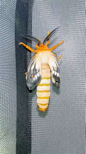 Look who hatched! These are one of the most beautiful moths don’t you think! Ceranchia apollina | Jumping spider & Moth life
