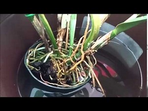 Quick and Easy Cattleya Repotting Tutorial!!
