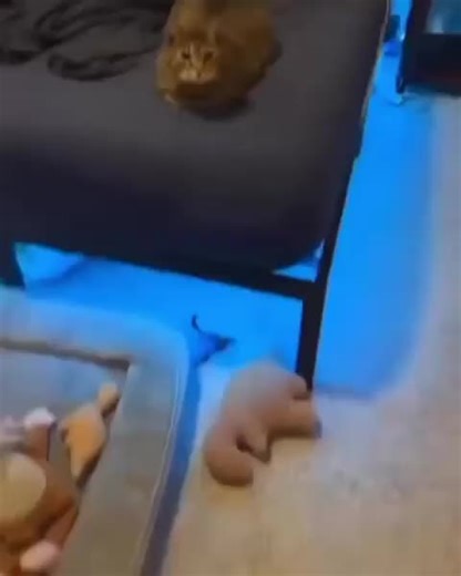 watch cat die #cat #sad #cry #funny #cats