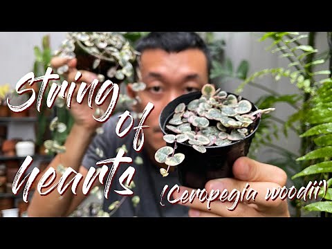 Ceropegia Woodii - String of Hearts Variegated Care Tips and Propagation - WITH SATISFYING UPDATES!