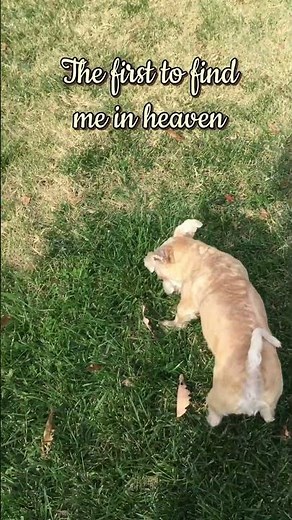 He Ran to Me Once… and He Will Again 🤍🐾 | A Short Tribute to Jasper” #rescuedog #petloss