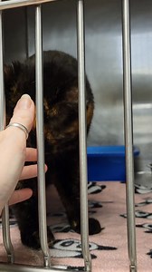 🐾ADOPTED🐾 Pea Pod was adopted from us originally (I remember naming her) and she came back to us as a stray. She was found in a tree and a good person brought her in. Her adopter never came for her. She has a very unique meow (sound up) and so friendly. I think she has potential to get along with another cat with the proper slow introductions. She is 8 years old and needs to be in a loving and quiet home. Stop out tomorrow 12-4 pm and visit with her. - Julie | Qc Paws