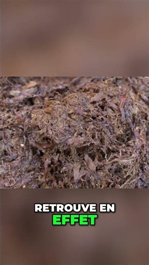Sargassum: Health Catastrophe and Soil Pollution Alert #shorts