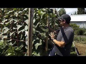 Comment Tailler ses concombres et cornichons