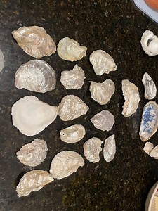 10 Hand-painted Oyster Shells | White & Pearl | 3” | Coastal Decor, Crafts, Jewelry Dish, Ornament Base - Etsy