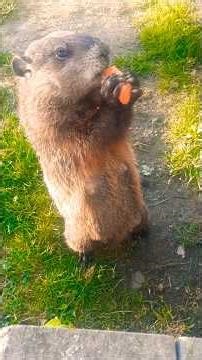 Mr. Sparkle Teaching About Presidents In Order Pt. One 🥕🐾 #groundhog #funny #presidents #adorable