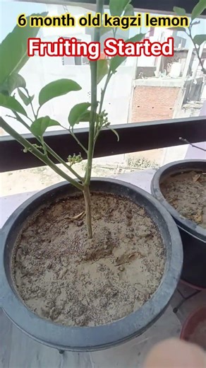 🍋 Kagzi Lemon Plant Fruiting Secrets | Get More Lemons Easily #youtubeshorts #shorts #lemon #plants
