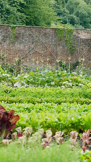 2.8K views · 16 reactions | We caught up with Peter, Head Kitchen Gardener at THE PIG-at Combe, back at the start of April to talk all things not giving up on veggie crops too soon! While most are ready to wave goodbye to kale season as we enter the warmer months, Peter thinks a little differently… | THE PIG Hotel | Facebook