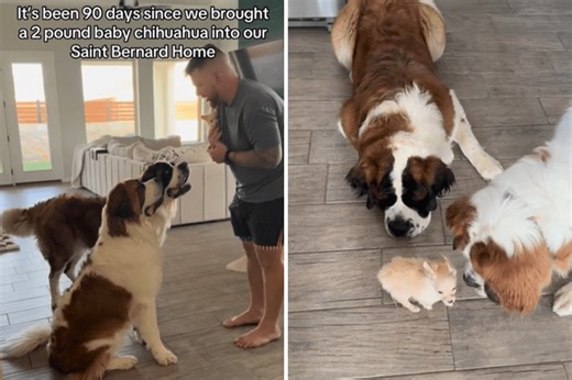 Saint Bernard Siblings Get 2 lb Chihuahua Puppy—Their Reaction Melts Hearts