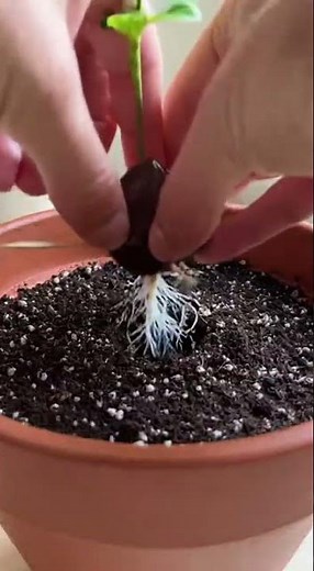 Faites pousser l'avocatier en quelques étapes avec cette méthode simple