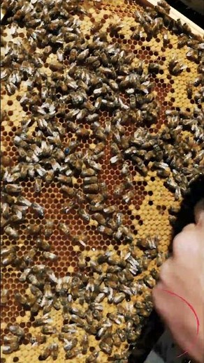From egg to queen: the stages of breeding