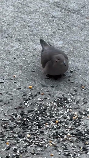 Morning Grace: The Dove’s Gentle Performance #MourningDove #nature #BirdWatching #FeatheredBeauty